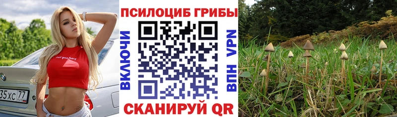 купить наркотики цена  Жердевка  Псилоцибиновые грибы Psilocybe 